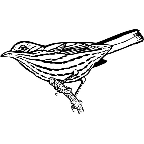 BIRD029 Thumbnail